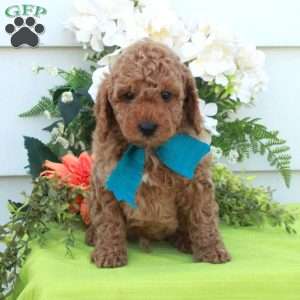 Todd, Cockapoo Puppy