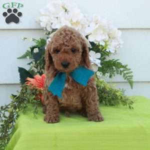 Todd, Cockapoo Puppy