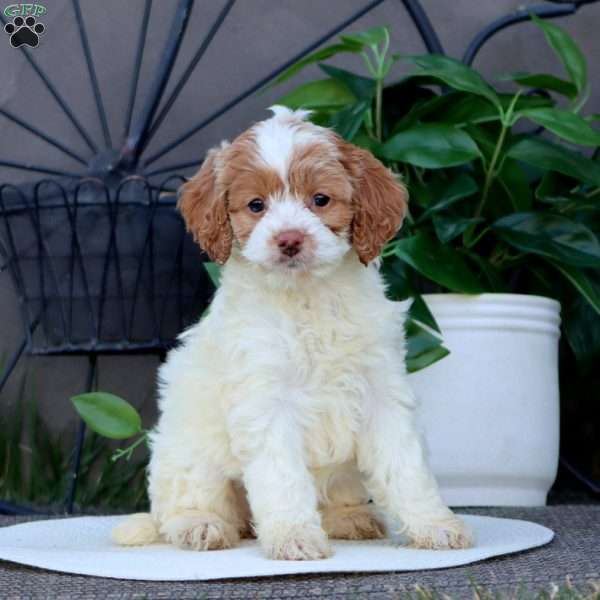 Tonya, Cockapoo Puppy