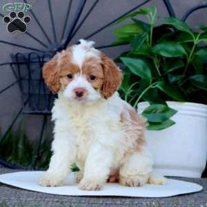 Tonya, Cockapoo Puppy