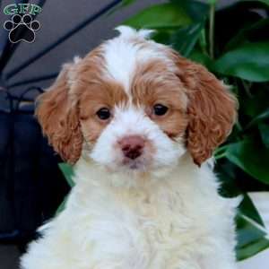 Tonya, Cockapoo Puppy