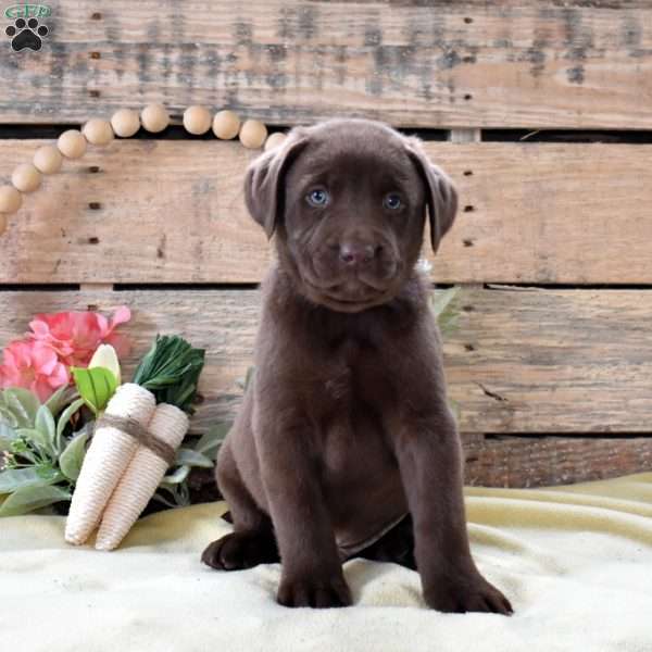 Tootsie Roll, Boxador Puppy