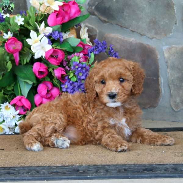 Tootsie – F1B, Goldendoodle Puppy