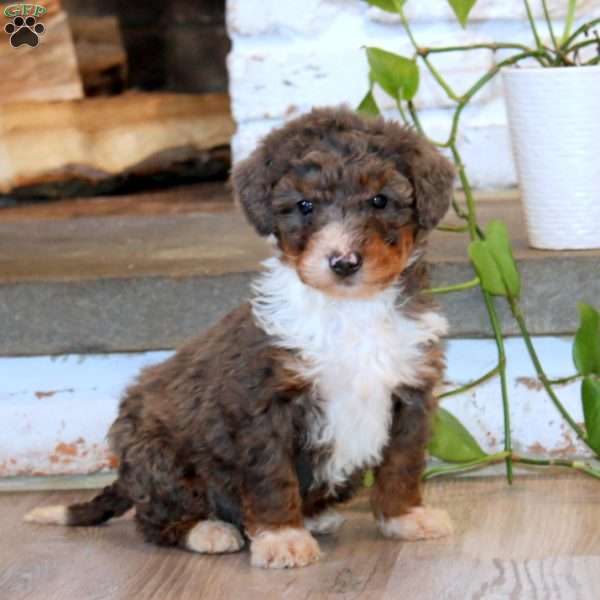 Tootsie, Mini Bernedoodle Puppy
