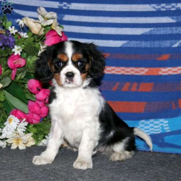 Tootsie, Cavalier King Charles Spaniel Puppy