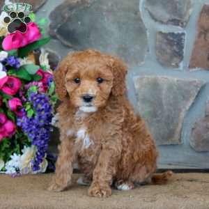 Tootsie – F1B, Goldendoodle Puppy