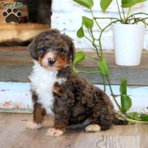 Tootsie, Mini Bernedoodle Puppy