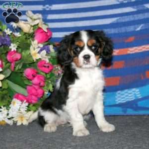 Tootsie, Cavalier King Charles Spaniel Puppy