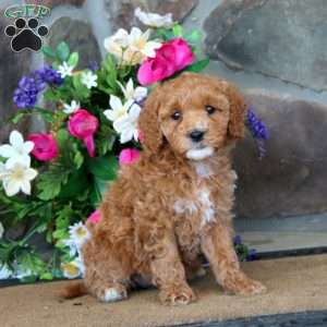 Tootsie – F1B, Goldendoodle Puppy