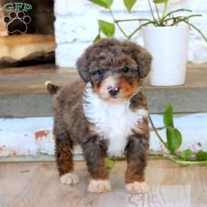 Tootsie, Mini Bernedoodle Puppy