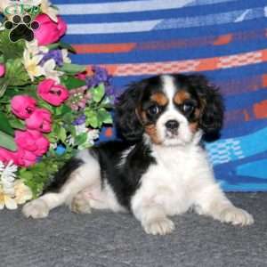 Tootsie, Cavalier King Charles Spaniel Puppy