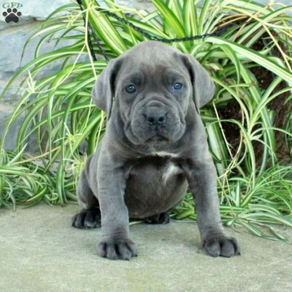 Tori, Cane Corso Puppy