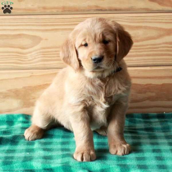 Tori, Golden Retriever Puppy