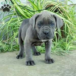 Tori, Cane Corso Puppy