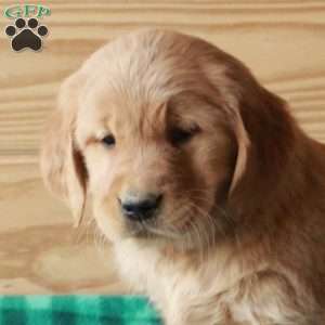 Tori, Golden Retriever Puppy