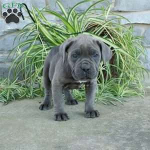Tori, Cane Corso Puppy