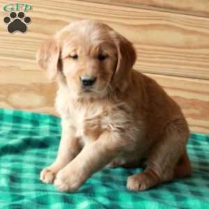 Tori, Golden Retriever Puppy