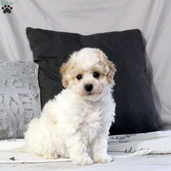 Trapper, Bich-Poo Puppy