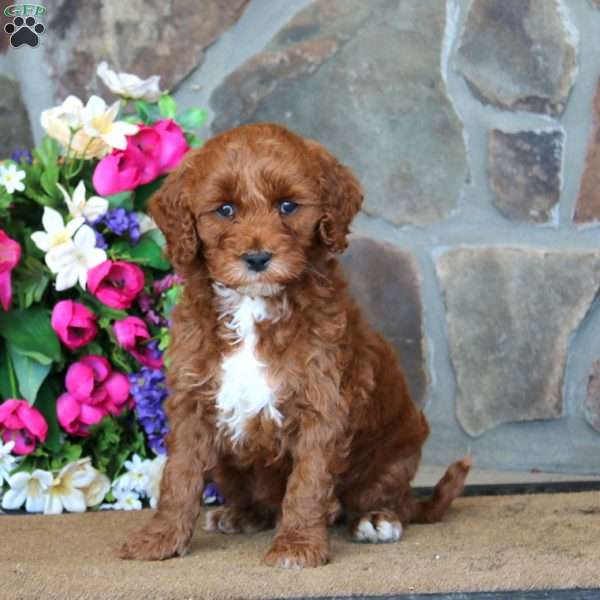 Travis – F1B, Goldendoodle Puppy