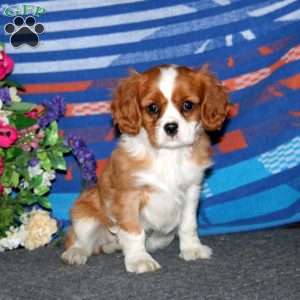 Travis, Cavalier King Charles Spaniel Puppy