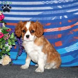 Travis, Cavalier King Charles Spaniel Puppy