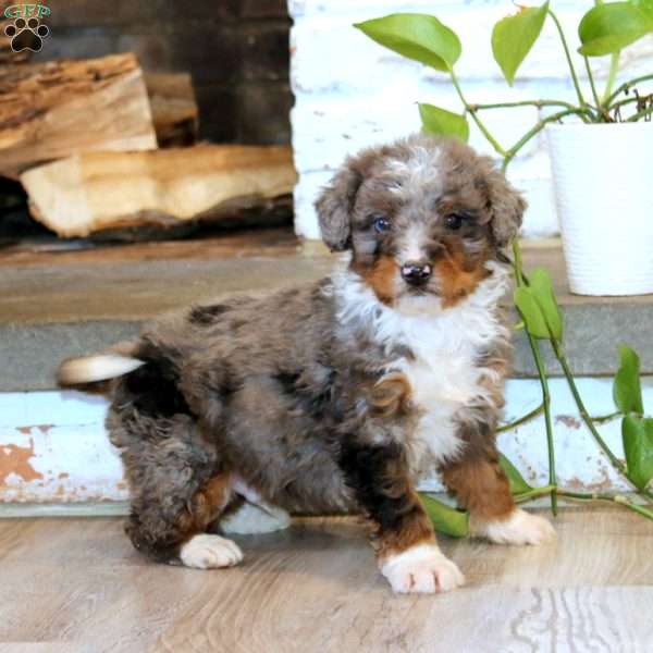 Trea, Mini Bernedoodle Puppy