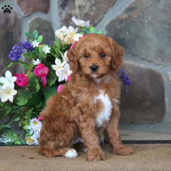 Trea – F1B, Goldendoodle Puppy