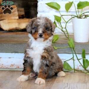Trea, Mini Bernedoodle Puppy