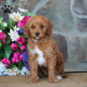 Trea – F1B, Goldendoodle Puppy