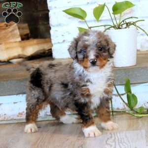 Trea, Mini Bernedoodle Puppy