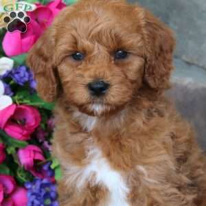 Trea – F1B, Goldendoodle Puppy
