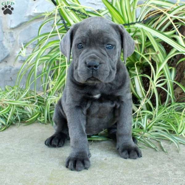 Trent, Cane Corso Puppy
