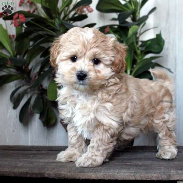 Trent, Maltipoo Puppy