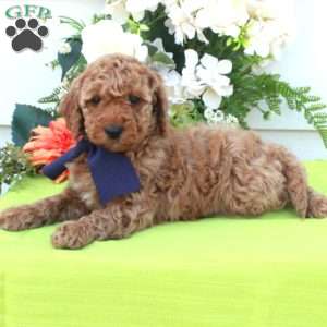 Trent, Cockapoo Puppy