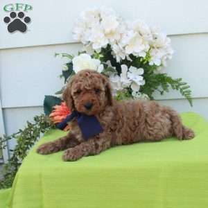 Trent, Cockapoo Puppy