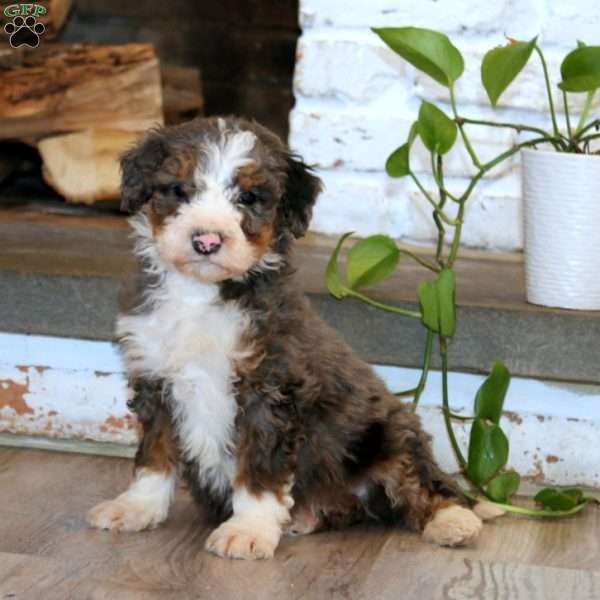 Trent, Mini Bernedoodle Puppy
