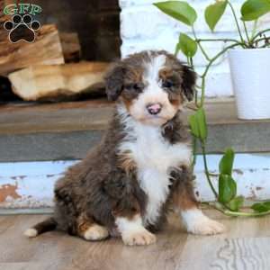 Trent, Mini Bernedoodle Puppy
