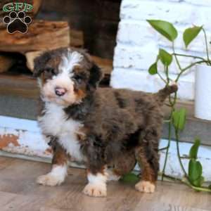 Trent, Mini Bernedoodle Puppy