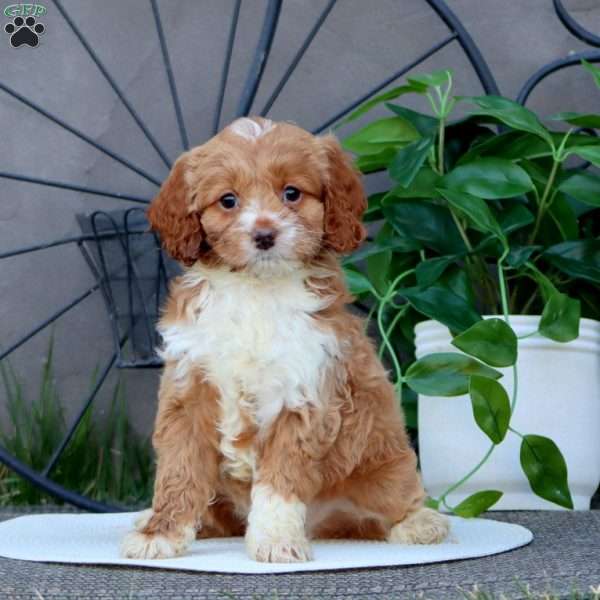 Trevor, Cockapoo Puppy