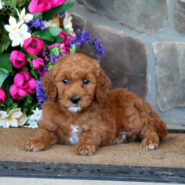 Trevor – F1B, Goldendoodle Puppy