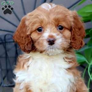 Trevor, Cockapoo Puppy