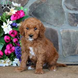 Trevor – F1B, Goldendoodle Puppy