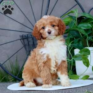 Trevor, Cockapoo Puppy