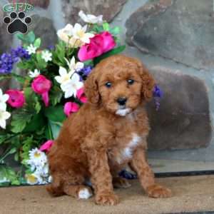 Trevor – F1B, Goldendoodle Puppy