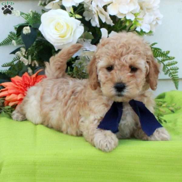 Trina, Cockapoo Puppy