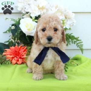 Trina, Cockapoo Puppy