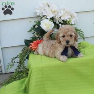 Trina, Cockapoo Puppy