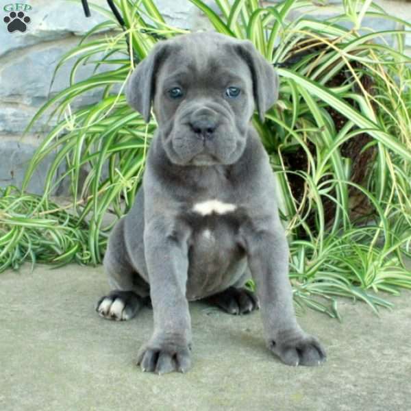 Trisha, Cane Corso Puppy