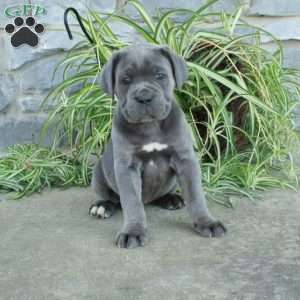 Trisha, Cane Corso Puppy