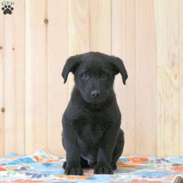 Tristan, Labrador Mix Puppy